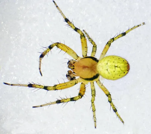 Araniella opisthographa - photo 5