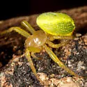 Araniella proxima
