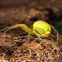 Araniella proxima - photo 2