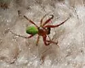 Araniella proxima - photo 4