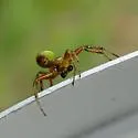 Araniella proxima - photo 5
