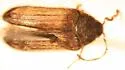 Araphonotos sabulorum