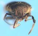 Araphonotos sabulorum - photo 3