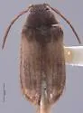 Araphonotos sabulorum - photo 4
