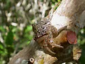 Mangrove Tree Crab