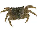 Mangrove Tree Crab - photo 2