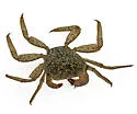 Mangrove Tree Crab - photo 3