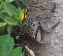 Mangrove Tree Crab - photo 4