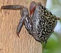 Mangrove Tree Crab - photo 5
