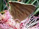 Creamy Stripe-streak - Hodges#4330