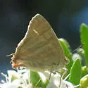 Creamy Stripe-streak - Hodges#4330 - photo 2