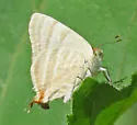 Creamy Stripe-streak - Hodges#4330 - photo 4