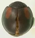 Arawana arizonica