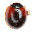 Arawana scapularis