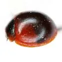 Arawana scapularis - photo 2