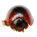 Arawana scapularis - photo 3