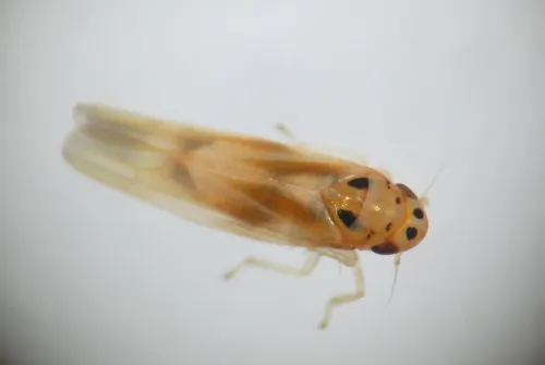 Arboridia ribauti - photo 8