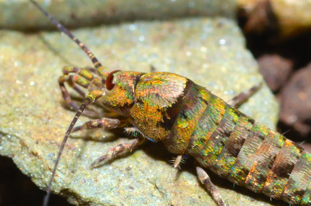 Bristletails - photo 2