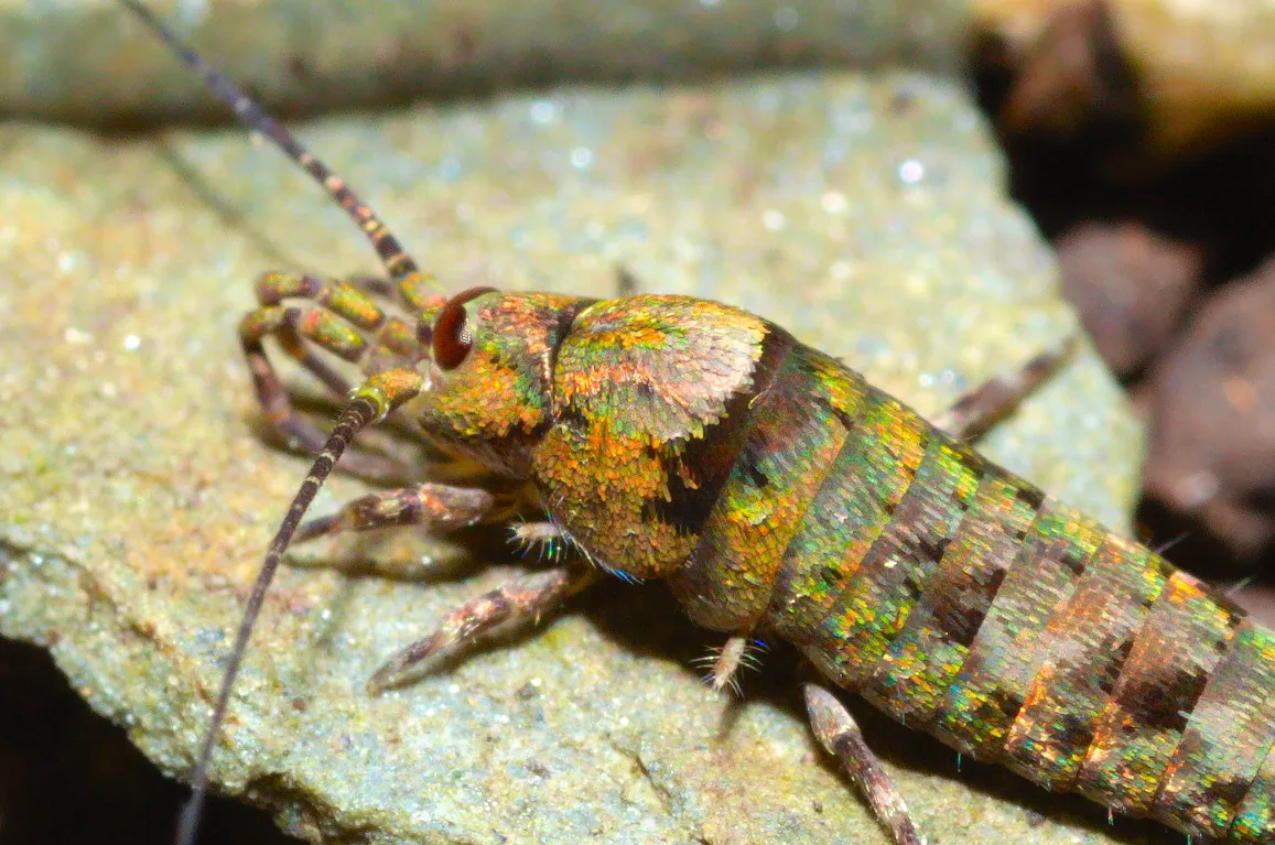 Bristletails - photo 3