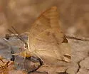 One-spotted Prepona - Hodges#4551.5