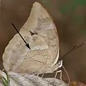 One-spotted Prepona - Hodges#4551.5 - photo 2