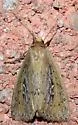 White-mantled Wainscot