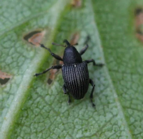 Archarius pyrrhoceras - photo 2