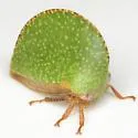 Archasia auriculata