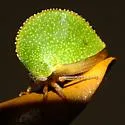 Archasia auriculata - photo 2