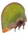 Archasia auriculata - photo 4