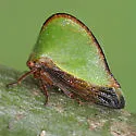Archasia belfragei