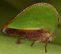 Archasia belfragei - photo 2