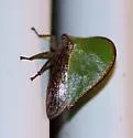 Archasia belfragei - photo 4