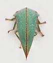 Archasia pallida