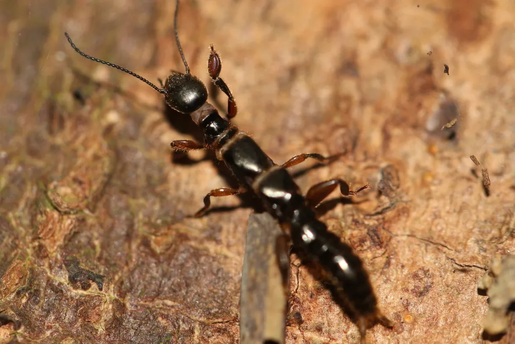 Archembiidae - photo 2
