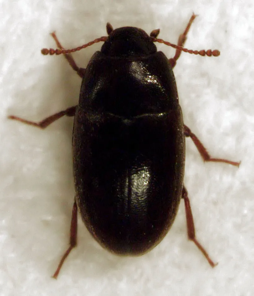 Cryptic Fungus Beetles - photo 2