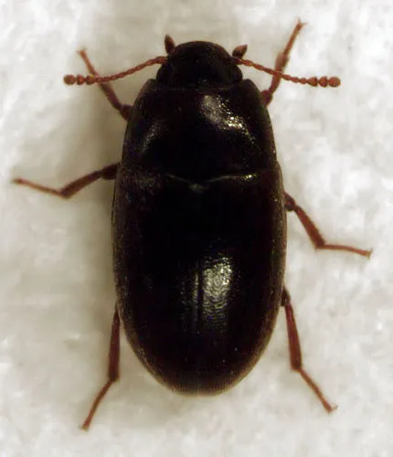 Cryptic Fungus Beetles - photo 3