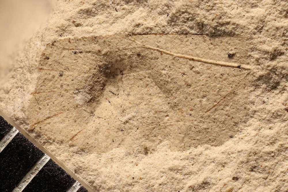Archescytinidae - photo 2