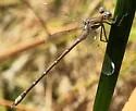California Spreadwing