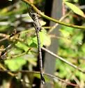 California Spreadwing - photo 2