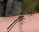 California Spreadwing - photo 3