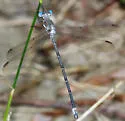 California Spreadwing - photo 4