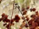 California Spreadwing - photo 5