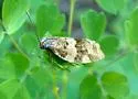 Archips alberta - Hodges#3665