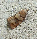 Archips alberta - Hodges#3665 - photo 4