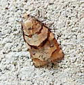 Archips alberta - Hodges#3665 - photo 5