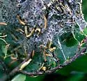 Ugly-nest Caterpillar Moth - Hodges#3661