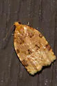 Ugly-nest Caterpillar Moth - Hodges#3661 - photo 3