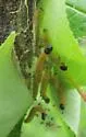 Ugly-nest Caterpillar Moth - Hodges#3661 - photo 4