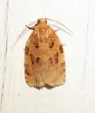 Ugly-nest Caterpillar Moth - Hodges#3661 - photo 5